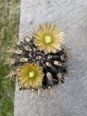 Neochilenia spec.